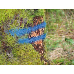 STRONG MARKER : Icke-fluorescerande Skogsfärg